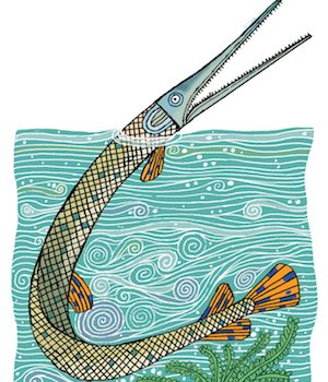 Illustration of longnose gar by Robert Meganck
